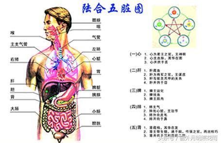 五臟六腑五行|五臟六腑：深入解析中醫學的核心概念 – 杏壇中醫藥教。